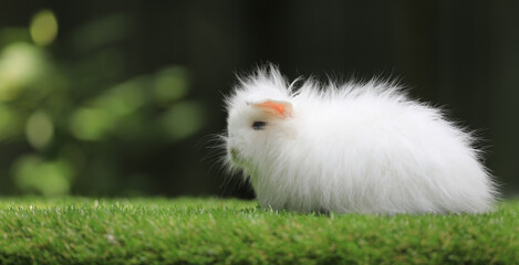 white fluffy rabbit on a green lawn