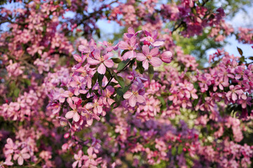 Blooming decorative Apple tree with red flowers