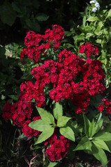 red flowers in the garden
