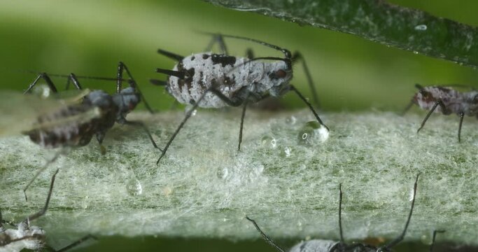 Close up aphids. Parasites on the stem of a Mediterranean plant leaf.Gray aphids attack plants and suck their sap. Italy. 
