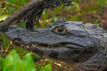 Jacaré Pantanal