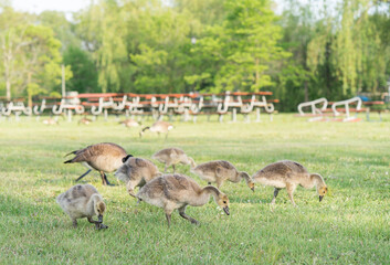 Lots of Canada Geese on the grass on a sunny day in Toronto Island Ontario Canada