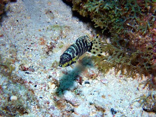 Harlequin Basslet on the Reef