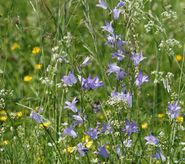 Campanula patula ou campanule étalée des près à fleurs bleu-violet en panicules