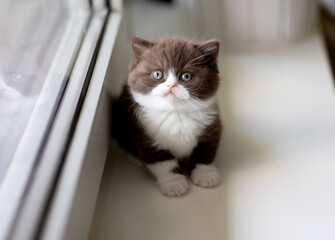 Süße Katzenbabys, Kitten, Britisch Kurzhaar imposant edel und selten.