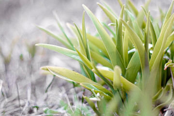 Young green grass close-up. Fresh juicy green grass background. Nature abstract background. Selective focus.