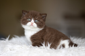 Süße Katzenbabys, Kitten, Britisch Kurzhaar imposant edel und selten.