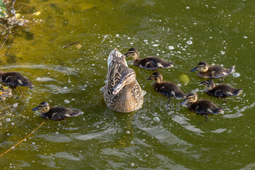 mother duck and ducklings on the lake. mallard ducks.  family of mallard ducks is swimming in the water