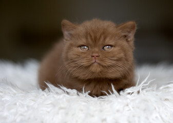 Süße Katzenbabys, Kitten, Britisch Kurzhaar imposant edel und selten.