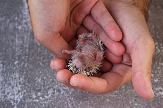 Four-toed hedgehog baby on the palm of a hand. It is of the species Atelerix albiventris