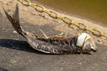 dried dead fish on the concrete shore, polluted water