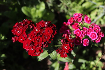 red flowers in the garden
