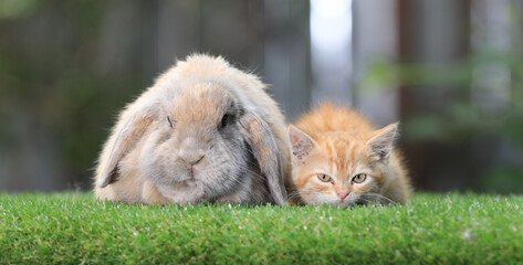 Naklejka na ściany i meble kitten and rabbit on a green lawn