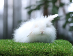 white fluffy rabbit on a green lawn