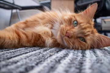 orange cat lying down