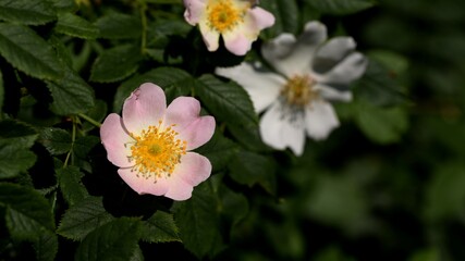 Obraz na płótnie Canvas Wild rose pink and white flowers.