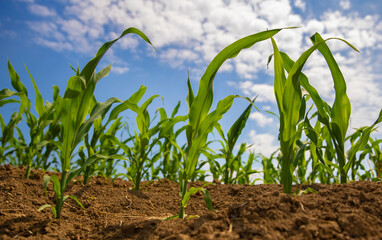 Corn field plantation on soil