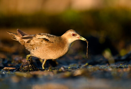 Little crake bird ( Porzana parva ) - female