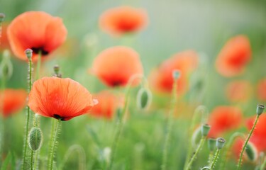 Poppies blooming on wild meadow.