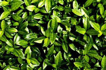 Fototapeta na wymiar Small green leaves with rain drops - green background
