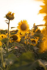 Girasoles abiertos en campo abierto con el sol al atardecer en un campo de andalucia