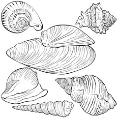 Set with sea shells of various spiral shapes. Vector hand drawn line art illustration isolated on white. Elements for design seafood shop or menu, decor, label. Suitable for coloring book page.