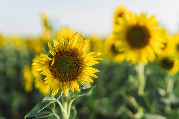 Girasoles abiertos en campo abierto con el sol al atardecer en un campo de andalucia