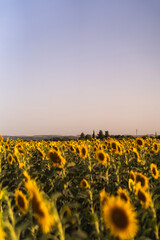 Girasoles abiertos en campo abierto con el sol al atardecer en un campo de andalucia