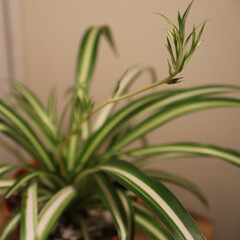 close up of rosemary