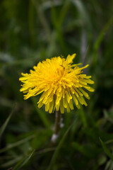 Dandelion (Taraxacum) in the grass. In sunny weather. Background