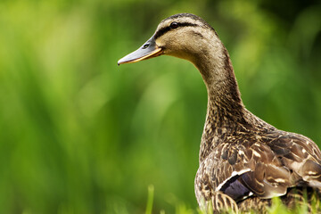 Female mallard duck - closeup portrait of mallard duck on a green blurred background