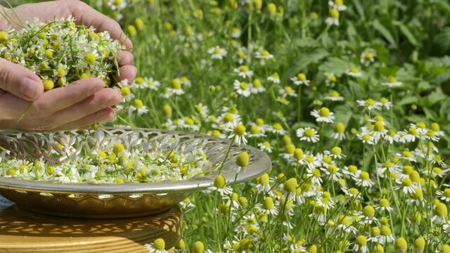 Herbalist woman picking fresh medical chamomile flowers in golden dish in sunny summer garden. Close up of woman palm collecting chamomile. Concept of homeopathy  herb alternative medicine Slow motion