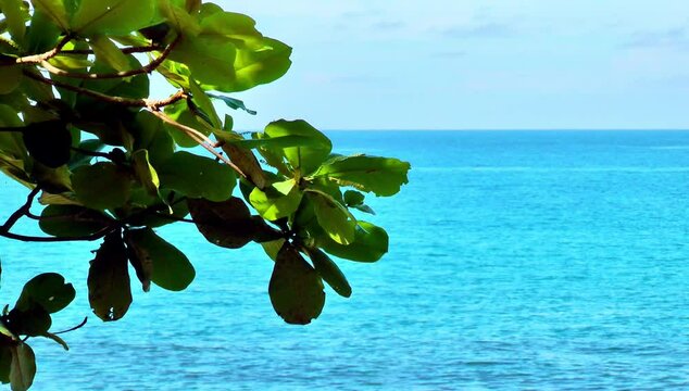 Green leafs on a twig with the sea as background