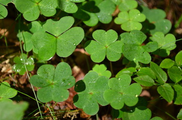 clover in the woods