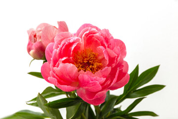 Pink peonies on a white background. Isolate. Postcard. Close-up.