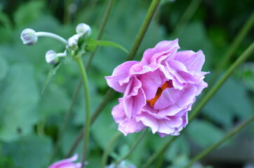 pink flower and flower buds