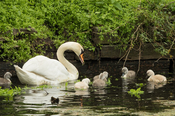 Mother swan feeding cygnets leaves #4