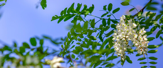 Panorama of honey acacia blossoms, a tree with fragrant flowers rich in nectar, an apiary bee and flowers with honey.