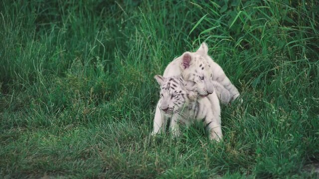 Two white tiger cubs lying in the shade on grass