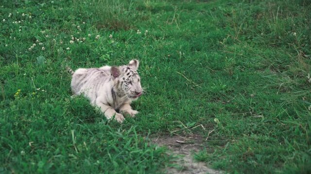 Close up video of white tiger baby playing, walking, jumping on grass. Beautiful and dangerous animal