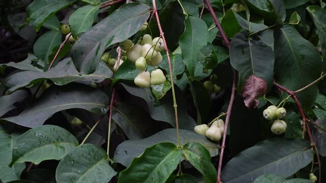 Raw fresh white java apple hanging on a tree. Water apple on the background of plants. 4k video.