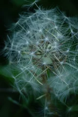 Tuinposter dandelion seed head © Ices