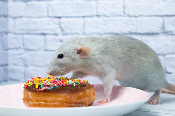 Grey rat eating sweet donut pastry. Not on a diet.birthday.