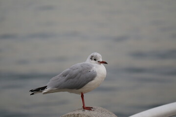 seagull at the pier