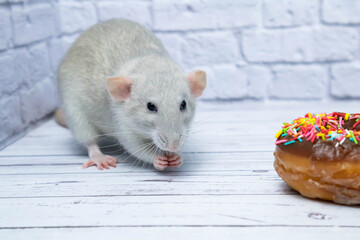 Grey rat eating sweet donut pastry. Not on a diet.birthday