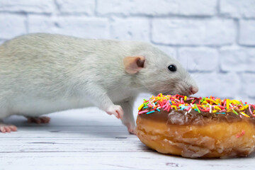 Grey rat eating sweet donut pastry. Not on a diet.birthday.