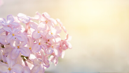 blooming pink flowers defocus nature background, sunny day and lilac bush