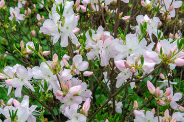 pink flowers Rhododendron
