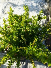 green and yellow barberry bush on a bed with white stones top view
