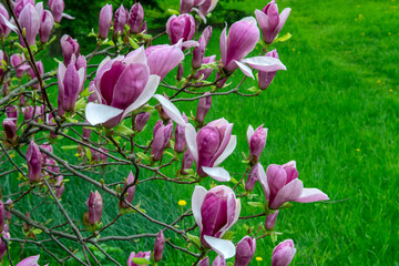 bright pink magnolia flowers on green grass background